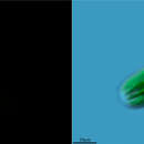 Image of Plaenotaenium ohtanii