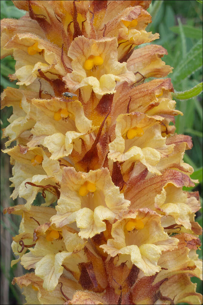 Image of Orobanche laserpitii-sileris Reut. ex Jordan