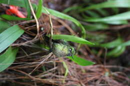 Image of Metallura Gould 1847