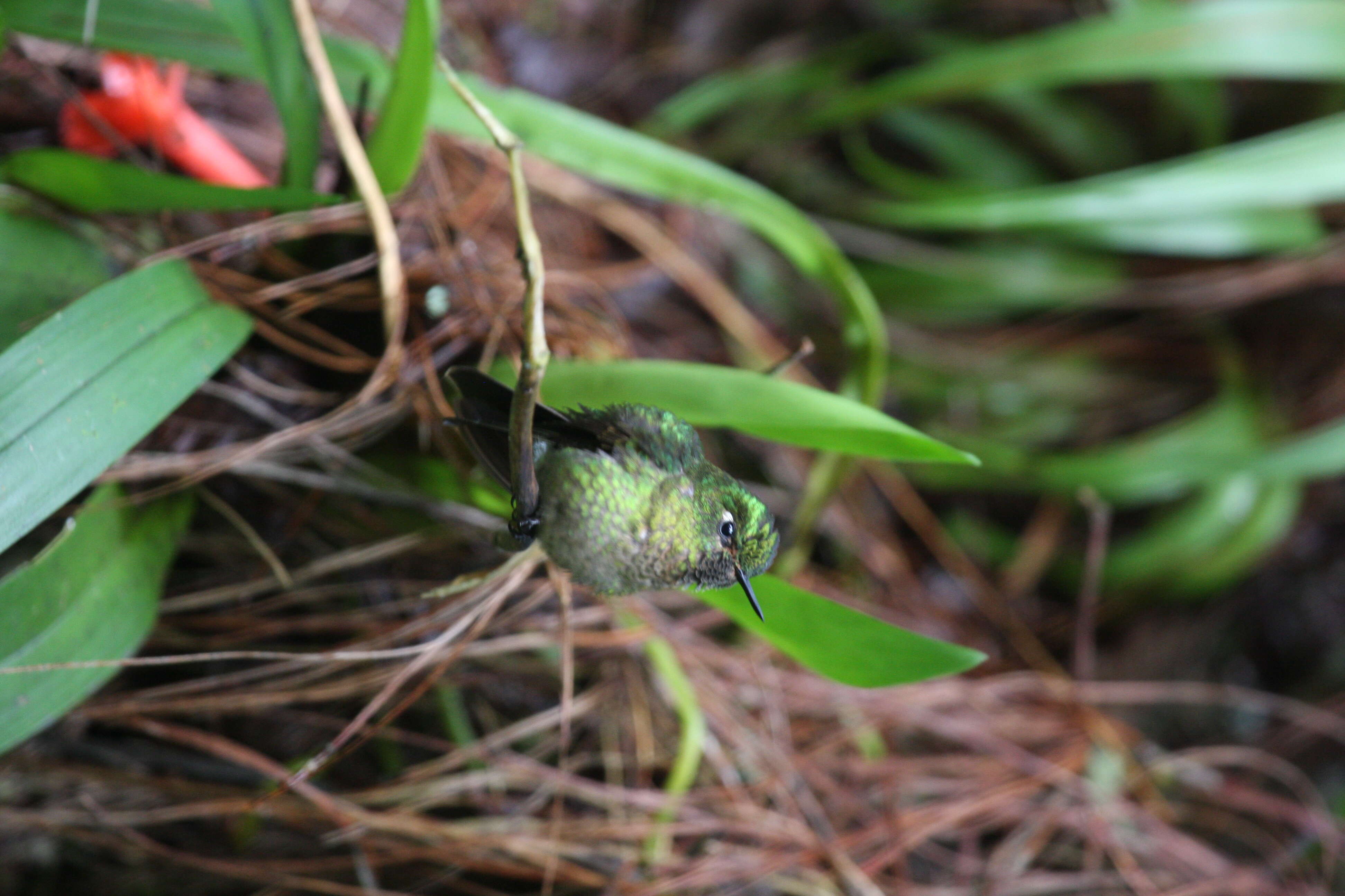 Metallura tyrianthina (Loddiges 1832) resmi