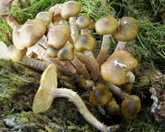 Image of Honey Fungus