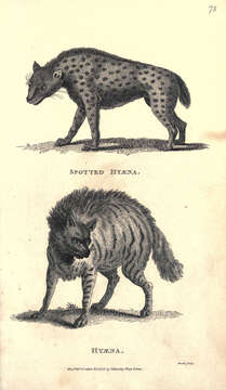 Image of Spotted Hyaenas