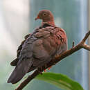 Image of Maranon Pigeon