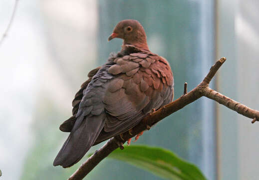 Image of Maranon Pigeon