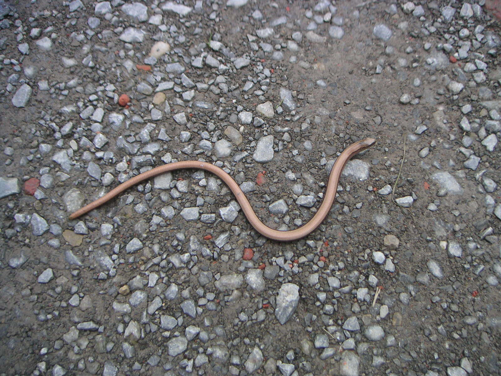 Image of Slow worm