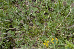 Image of Trifolium noricum Wulfen