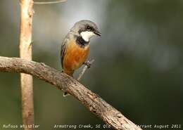 Image of Rufous Whistler