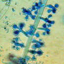 Image of Botryosporium pulchrum Corda 1840