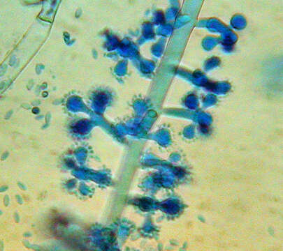 صورة Botryosporium pulchrum Corda 1840