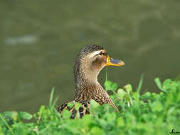 Image de Canard colvert