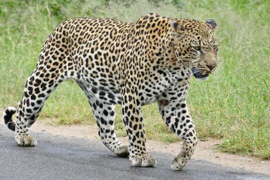 Image of Leopard