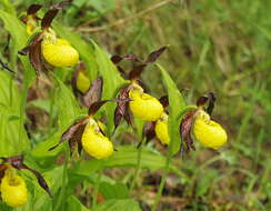 Image of Slipper orchids