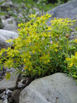 Image of Yellow (Mountain) Saxifrage