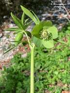 Image of Green Hellebore