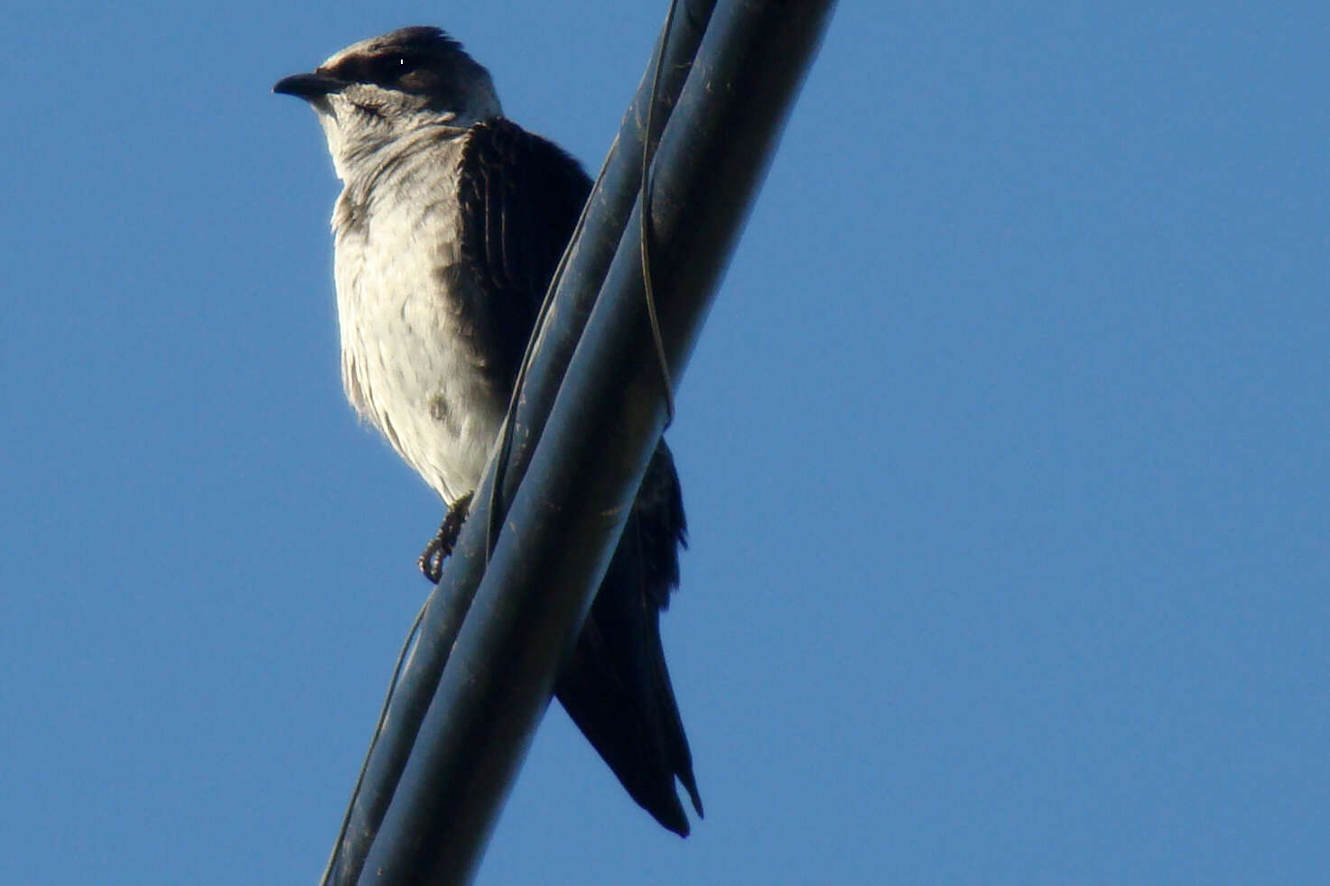 Image of Purple Martin