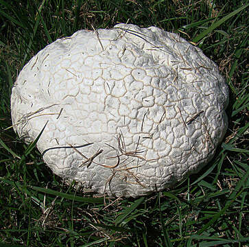 Image of Lycoperaceae