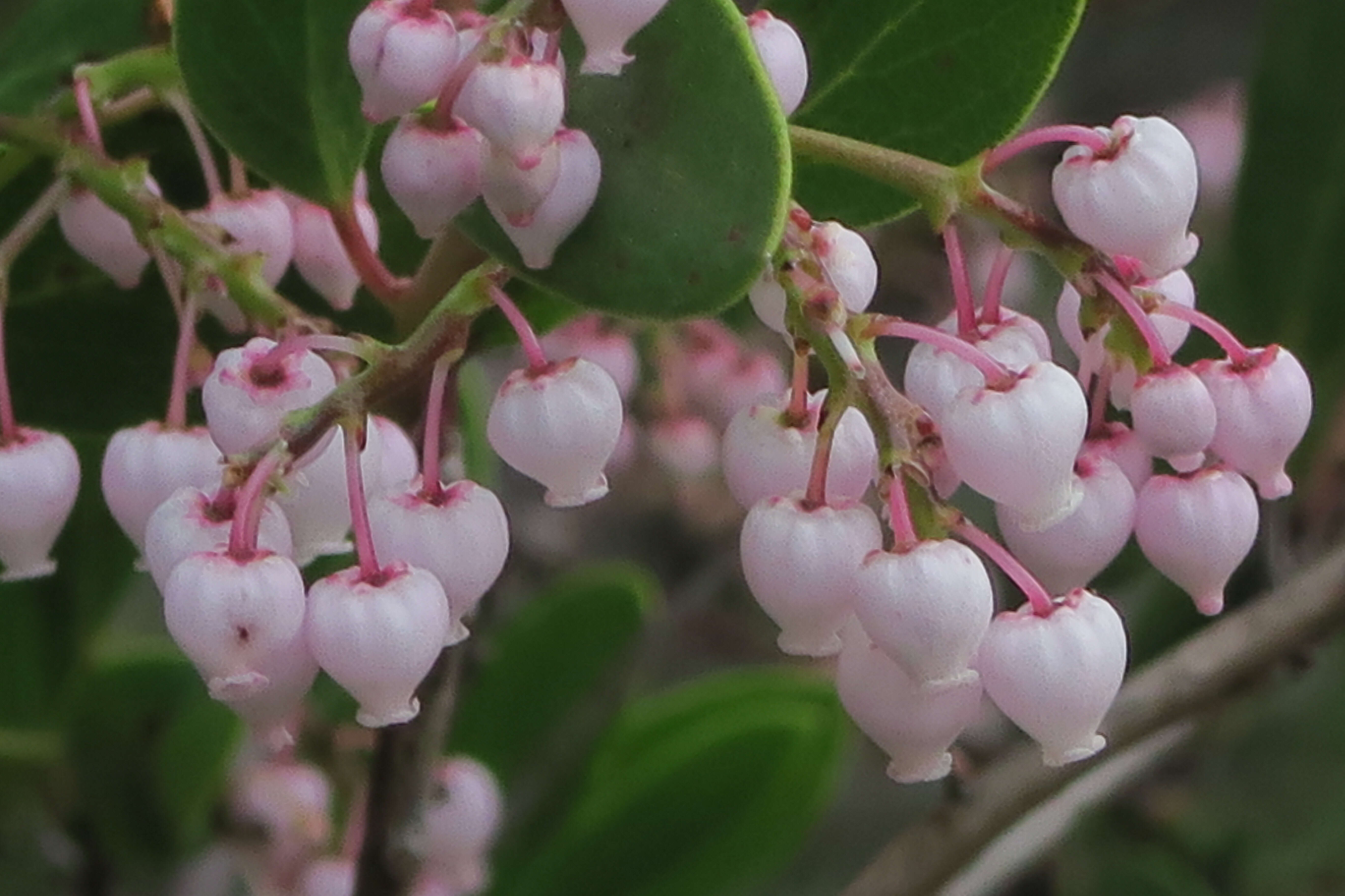 Image of Rincon manzanita