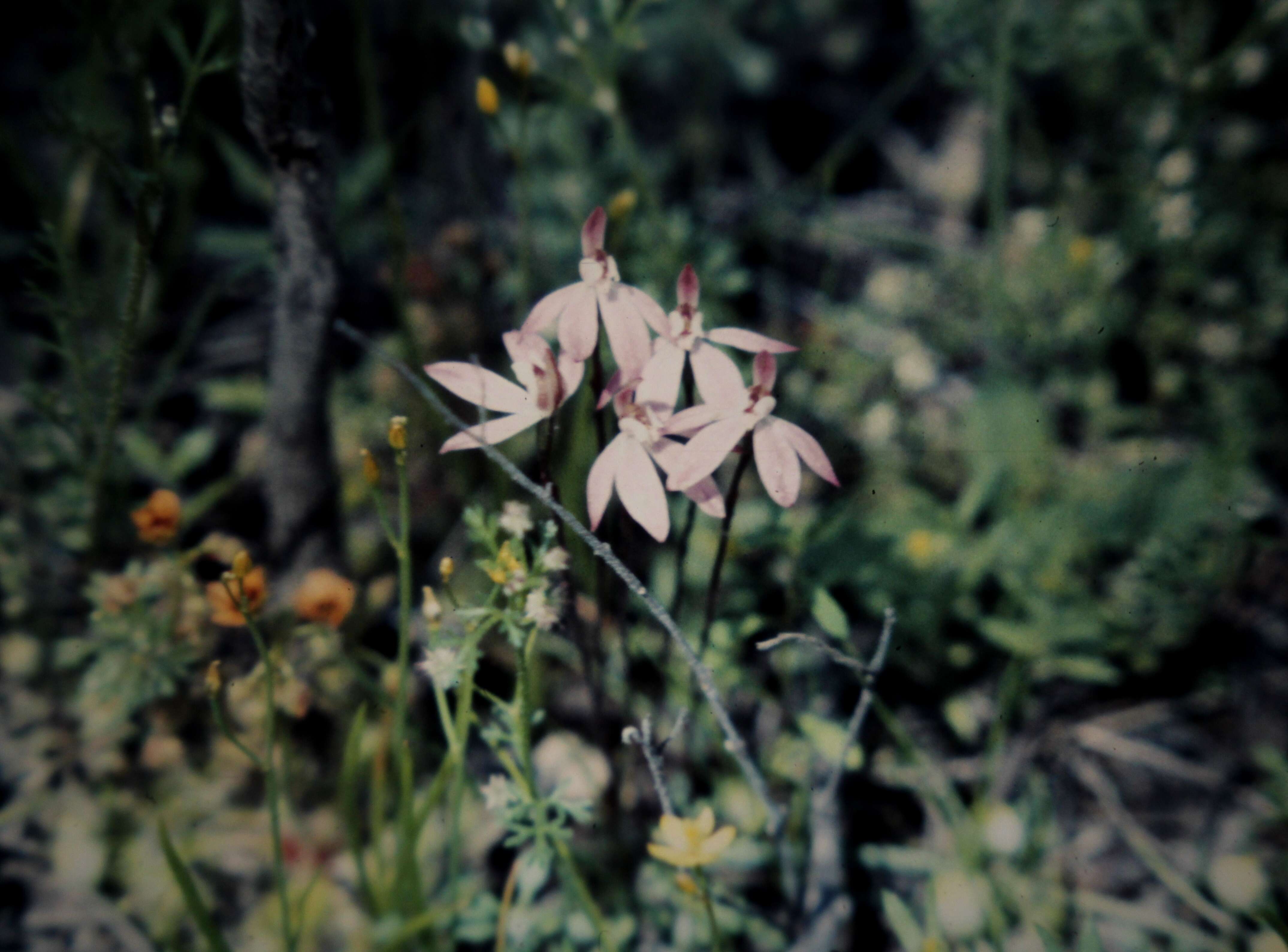 Image of Dusky fingers orchid