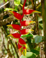 Image of false bird of paradise