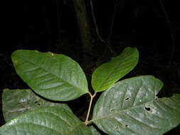 Image of <i>Eugenia cararaensis</i> Barrie & Q. Jiménez