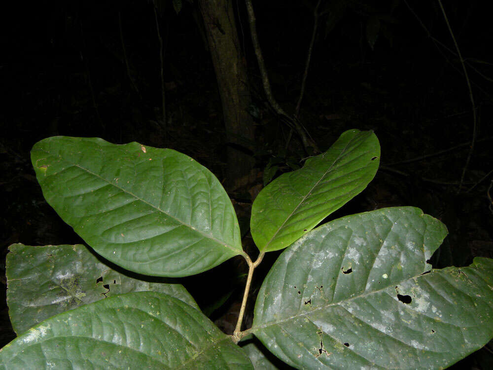 Image of <i>Eugenia cararaensis</i> Barrie & Q. Jiménez