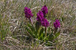 Image of Elder-flowered orchid