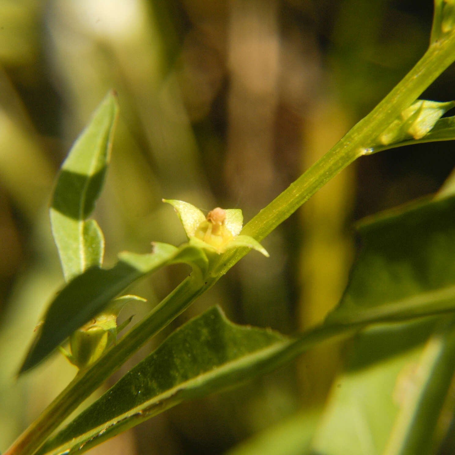 Image of primrose-willow