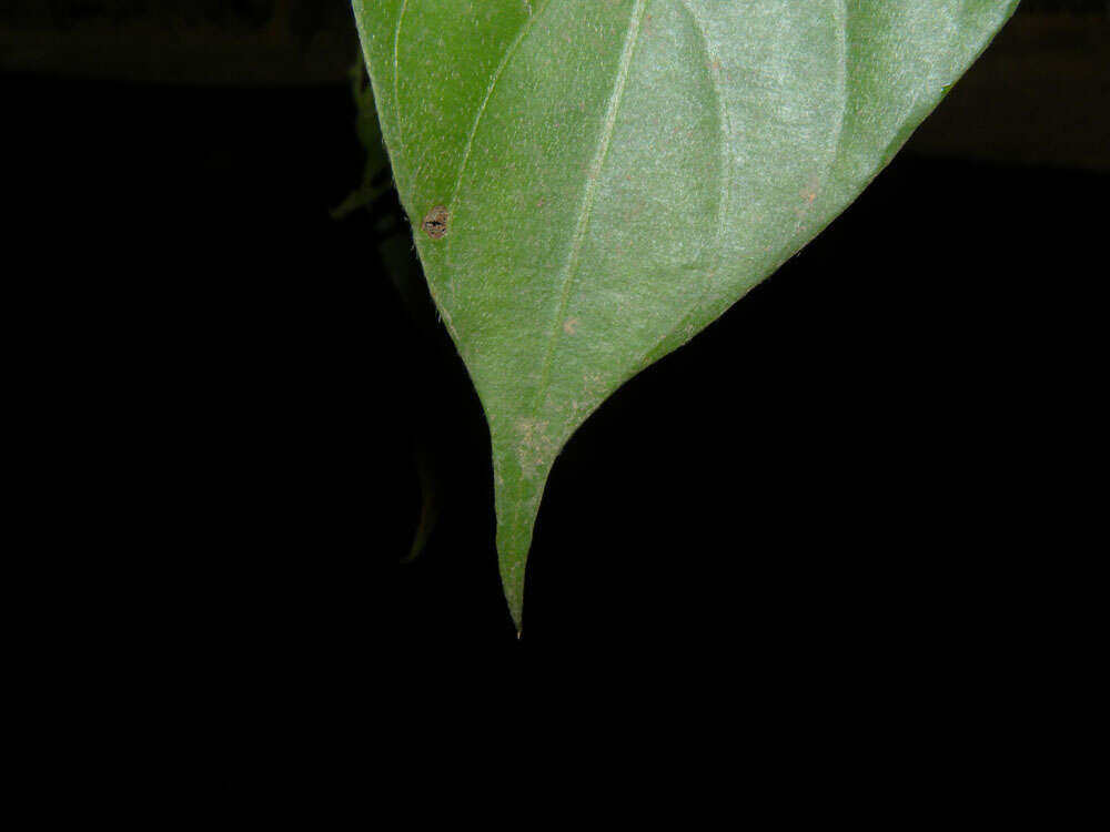 Image de Chomelia venulosa W. C. Burger & C. M. Taylor