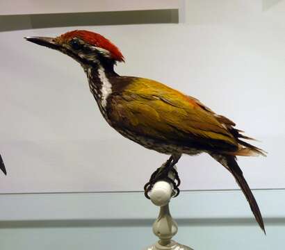 Image of Common Flameback