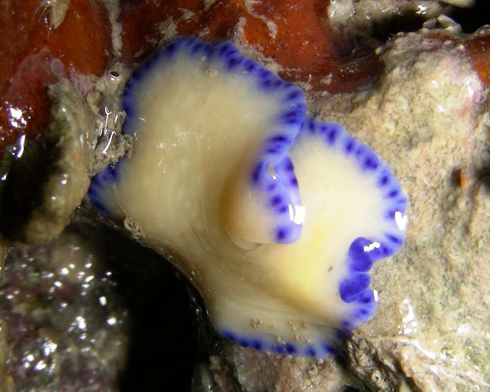 Image of white and purple flatworm