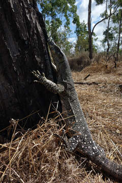 Image of Lace Monitor