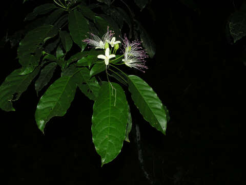 Image of Capparidastrum discolor (J. D. Sm.) Cornejo & Iltis