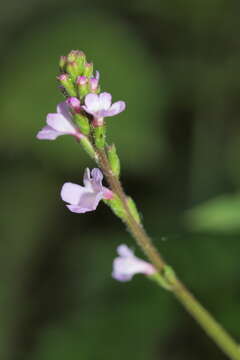 Image of herb of the cross