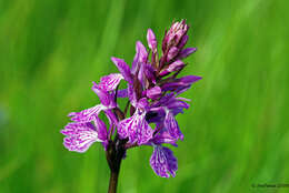 Image de Dactylorhiza maculata subsp. caramulensis Verm.