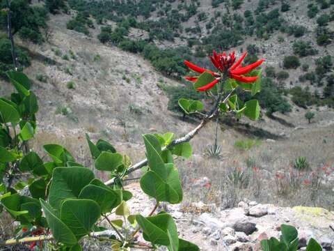 Imagem de Erythrina flabelliformis Kearney