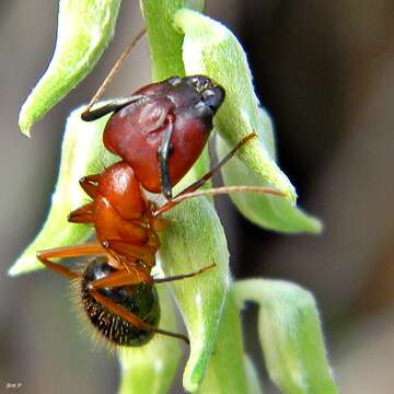 Image of Florida Carpenter Ant