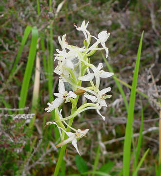 Image of lesser butterfly-orchid