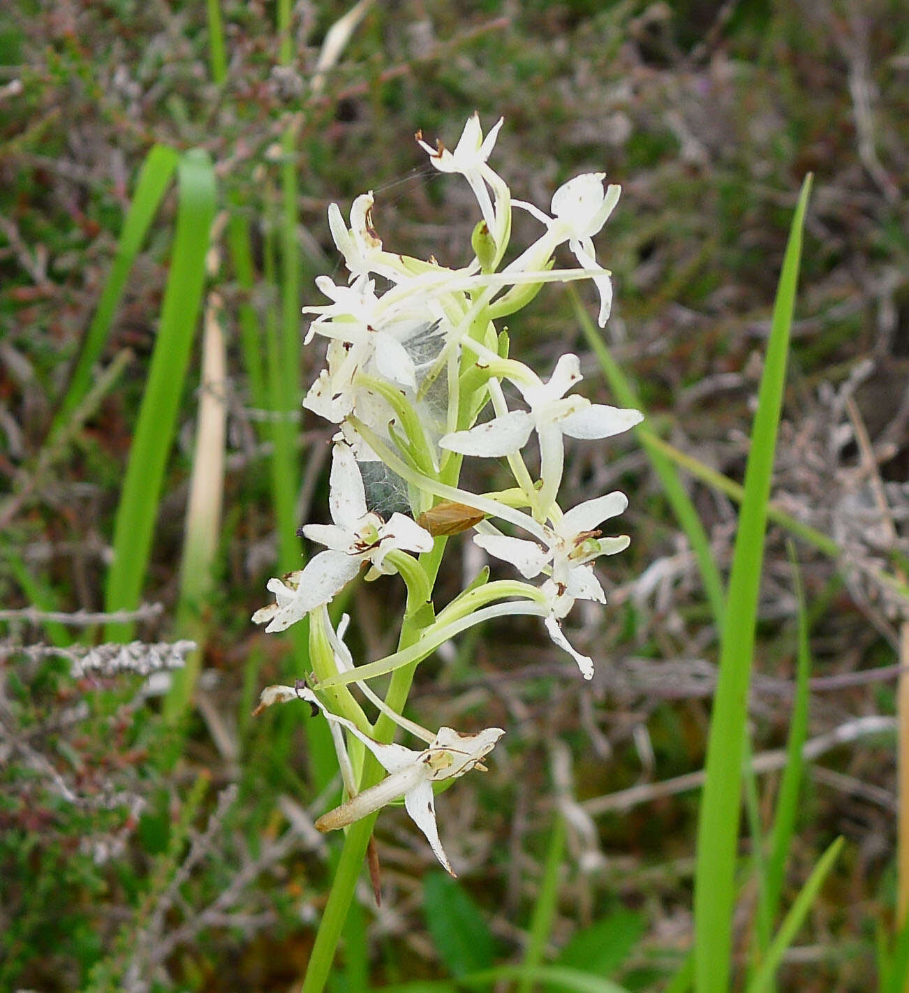 Image of Fringed orchids