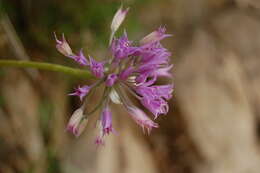 Sivun Allium acuminatum Hook. kuva