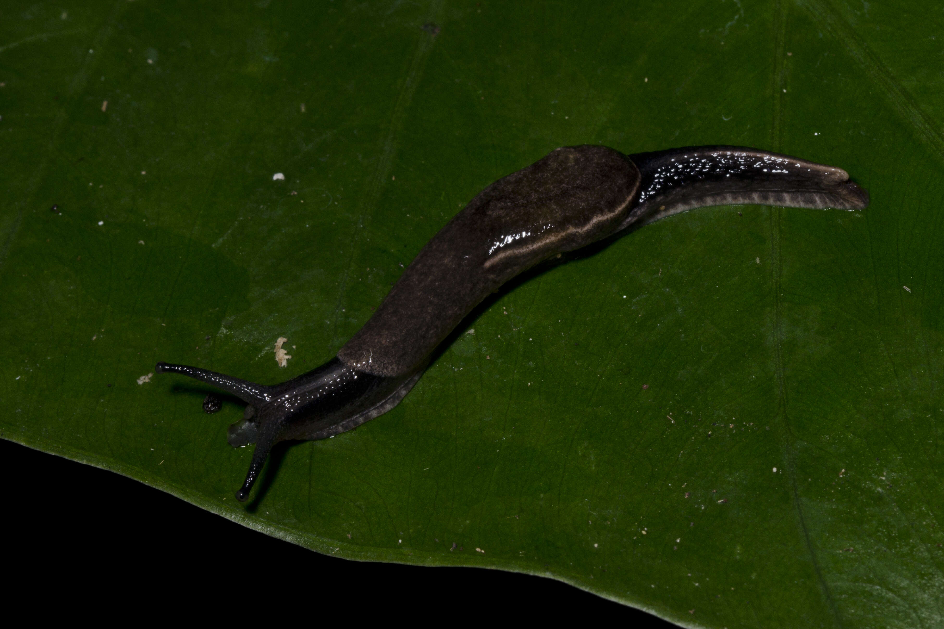 Image of black-faced snails