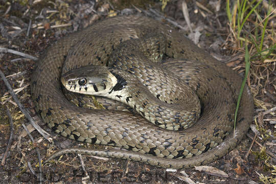 Image of Grass Snake