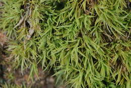 Image of Calymperaceae