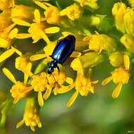 Plancia ëd Lebia (Lebia) viridis Say 1823