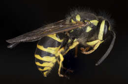 Image of Yellowjackets