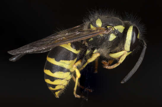 Image de Vespula maculifrons (Buysson 1905)