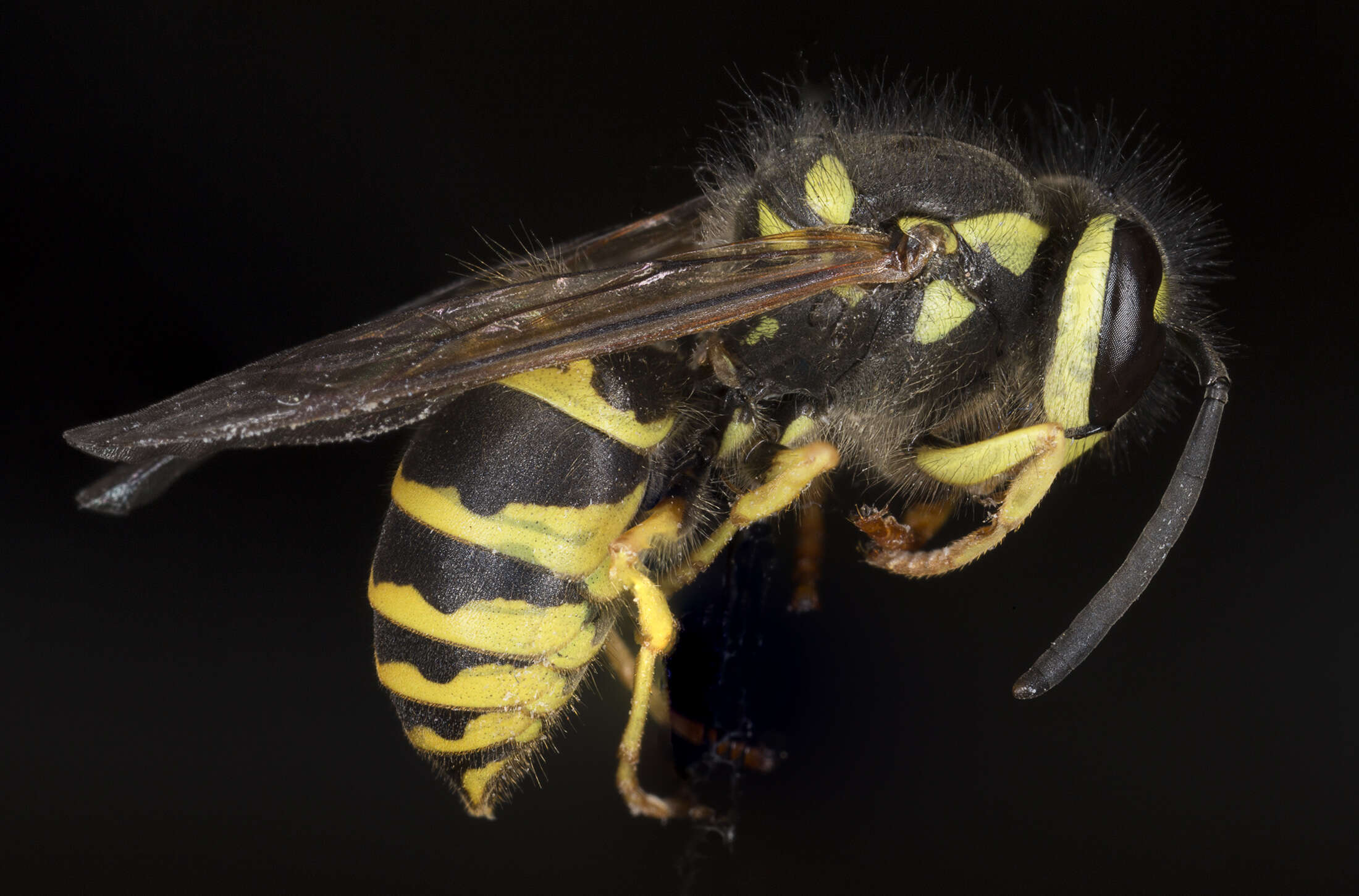 Image of Eastern Yellowjacket