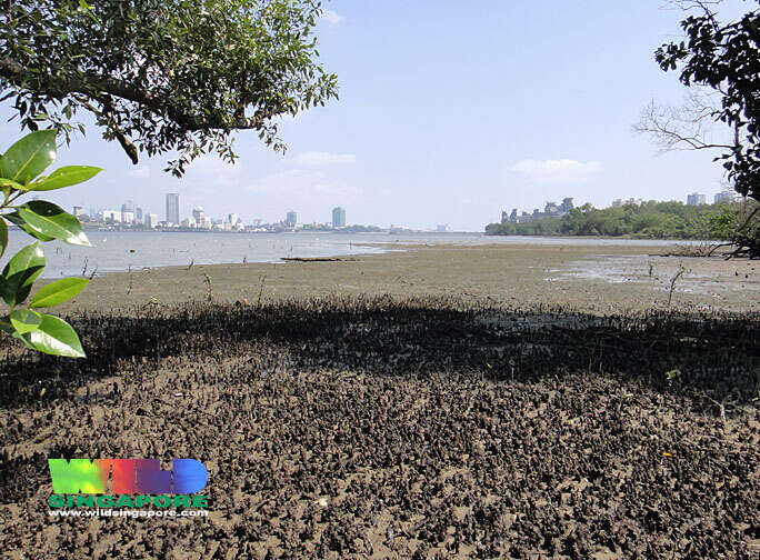 Image of seagrass