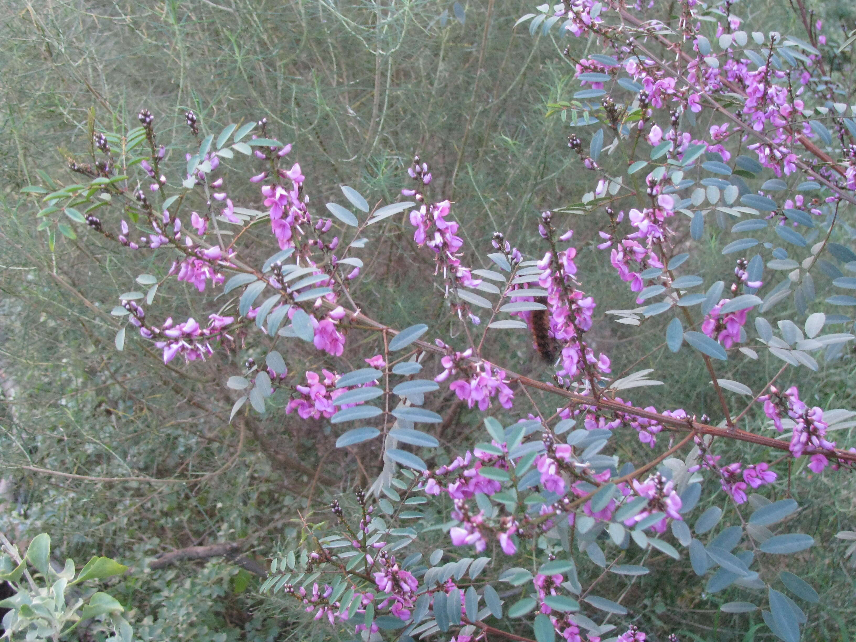 Image de Indigofera australis Willd.