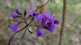 Image of coral-pea