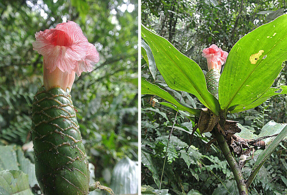 Image of costus